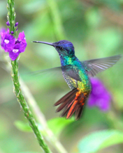 Load image into Gallery viewer, Kaweco Collection Liliput Kolibri Fountain Pen - Medium nib