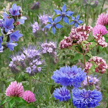 Load image into Gallery viewer, SeedBom by Kabloom - Pollinator Beebom