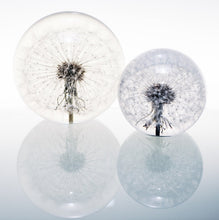 Load image into Gallery viewer, Dandelion Paper Weight by Hafod Grange
