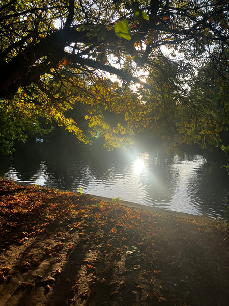 Autumn Transitional