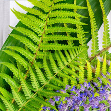 Load image into Gallery viewer, OLOR - Fern + Patchouli Mini Reed Diffuser
