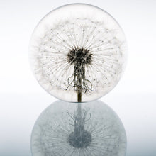 Load image into Gallery viewer, Dandelion Paper Weight by Hafod Grange
